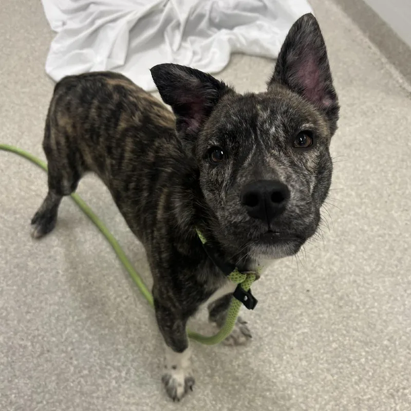 A young medium-sized male Brindle Mixed Breed dog named Mugsey for adoption in Novelty, OH