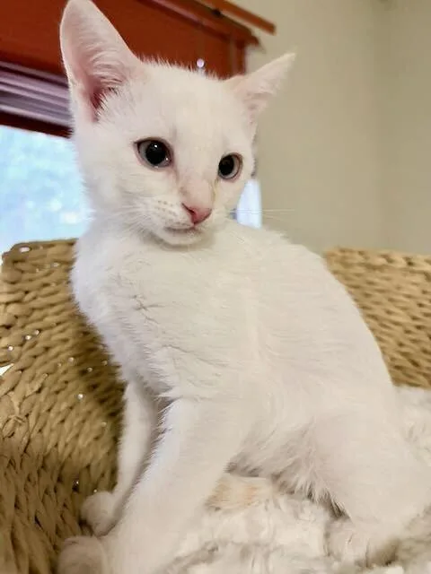 A baby small-sized male Domestic Medium Hair cat named Shortbread for adoption in Broomfield, CO