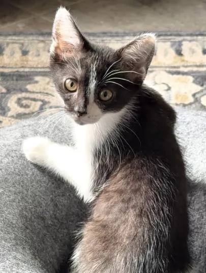 A baby medium-sized female Domestic Short Hair cat named Zucchini for adoption in Lincoln, CA