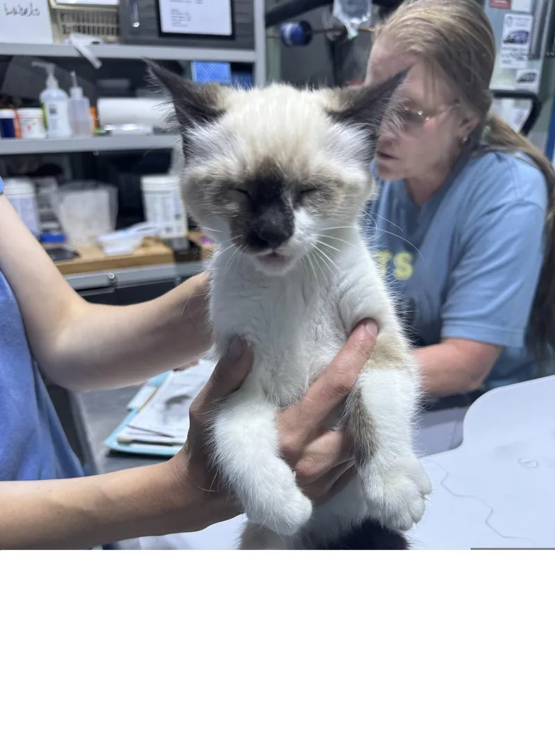 A baby medium-sized female Domestic Medium Hair cat named Marin for adoption in Colorado Springs, CO