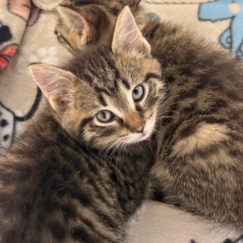 A baby small-sized male Brown / Chocolate Domestic Short Hair cat named Marcellus for adoption in Evansville, IN