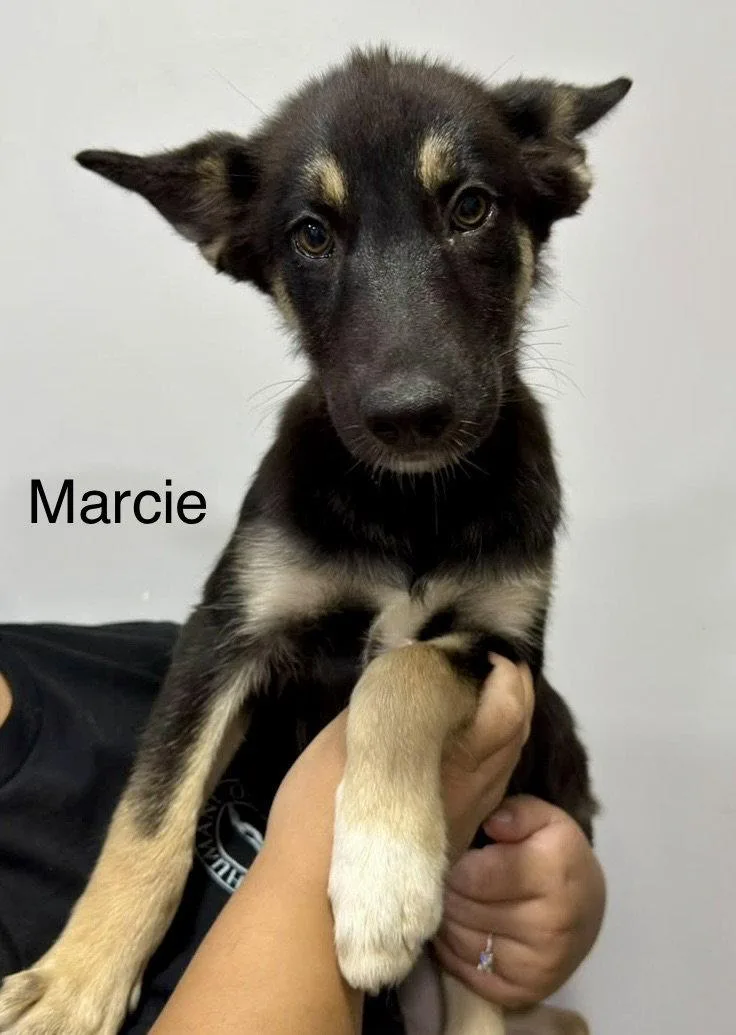 A young large-sized female German Shepherd Dog dog named Marcie for adoption in El Centro, CA