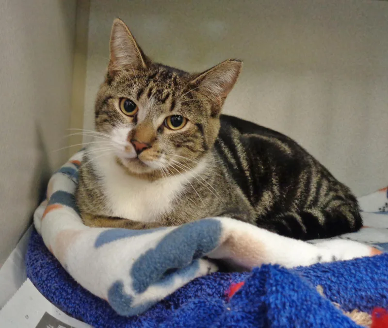 A baby small-sized male Brown / Chocolate Tabby cat named Joey for adoption in Delhi, NY