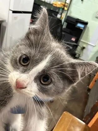 A baby small-sized male Domestic Short Hair cat named Avi for adoption in Cincinnati, OH