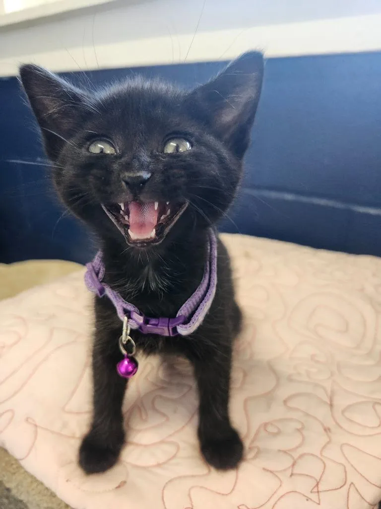 A baby medium-sized female Domestic Short Hair cat named Promo for adoption in Athens, AL
