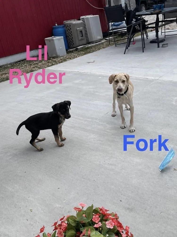 Lil Ryder Aka Lola thumbnail 2