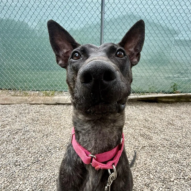 A young medium-sized male Brindle Mixed Breed dog named Kronk for adoption in Adrian, MI