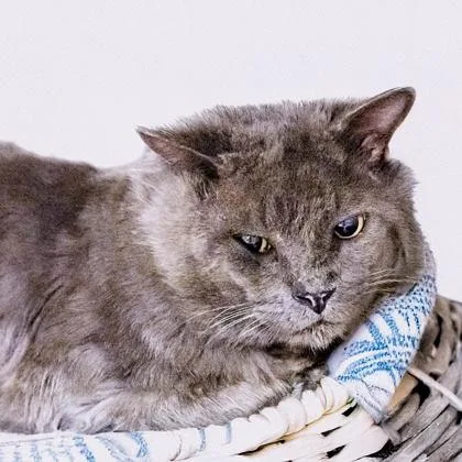 An adult medium-sized male Domestic Long Hair cat named Teddy for adoption in Camano Island, WA