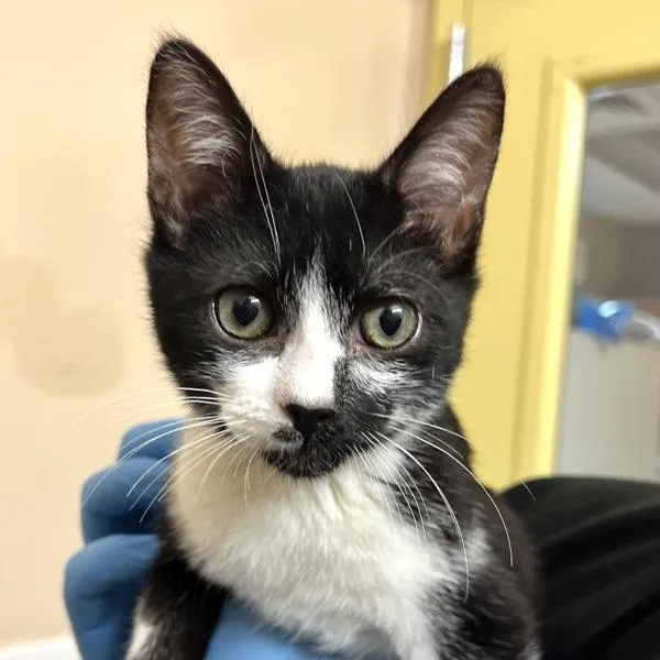 A baby small-sized male Domestic Short Hair cat named Maize for adoption in Walnut Creek, CA