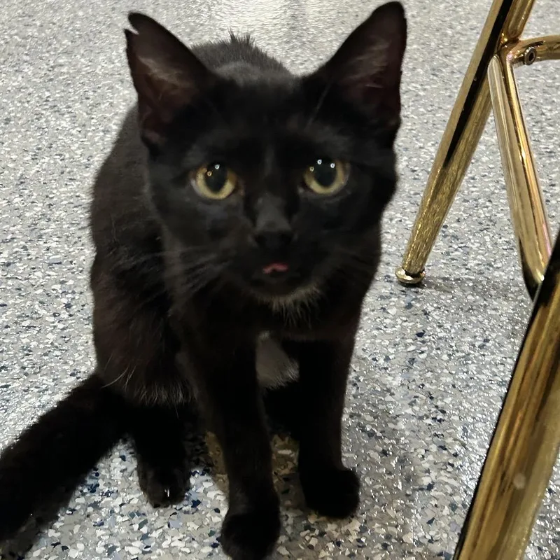 An adult small-sized female Black Domestic Short Hair cat named Mee Maw for adoption in Nashville, TN