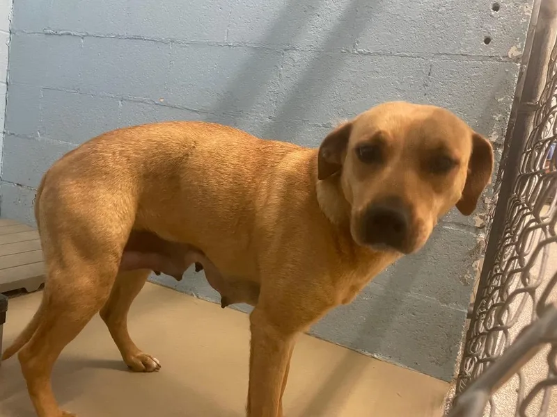 A young large-sized female Yellow Labrador Retriever dog named Guya for adoption in Blountville, TN