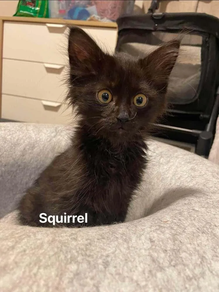 A baby small-sized male Maine Coon cat named Squirrel for adoption in Chicago, IL