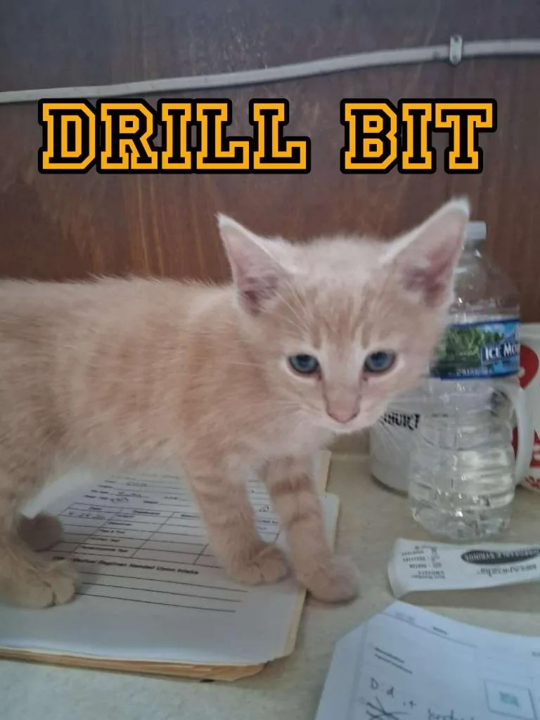 A baby small-sized male Domestic Short Hair cat named Drill Bit for adoption in Hillsboro, OH