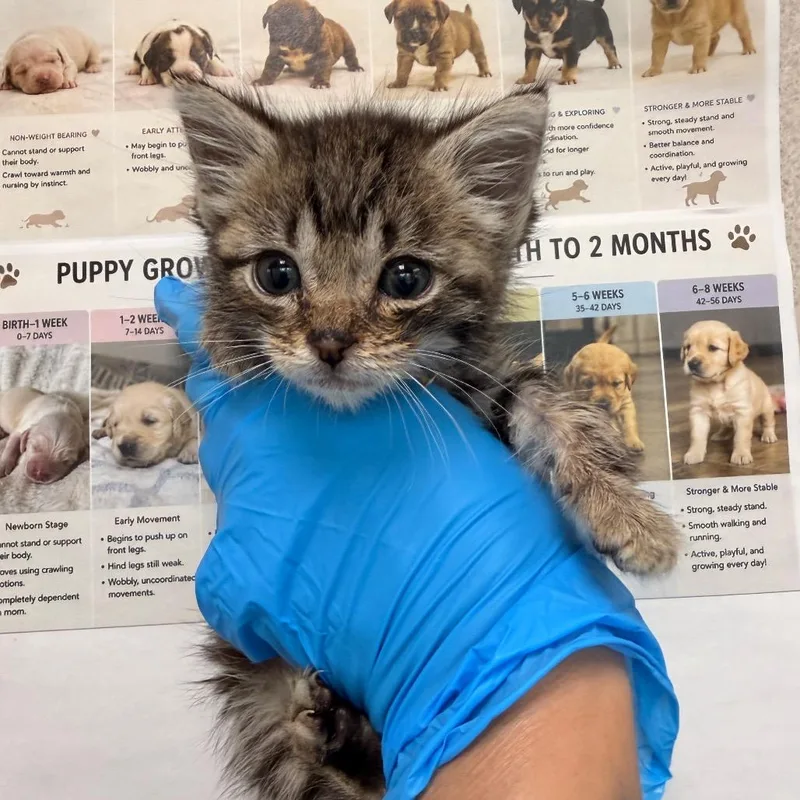 A baby small-sized male Domestic Short Hair cat named Turco for adoption in San Antonio, TX