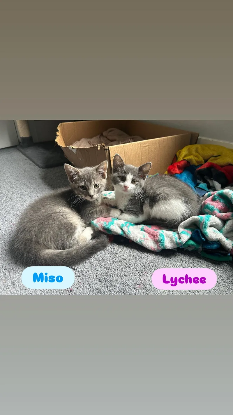 Miso and Lychee