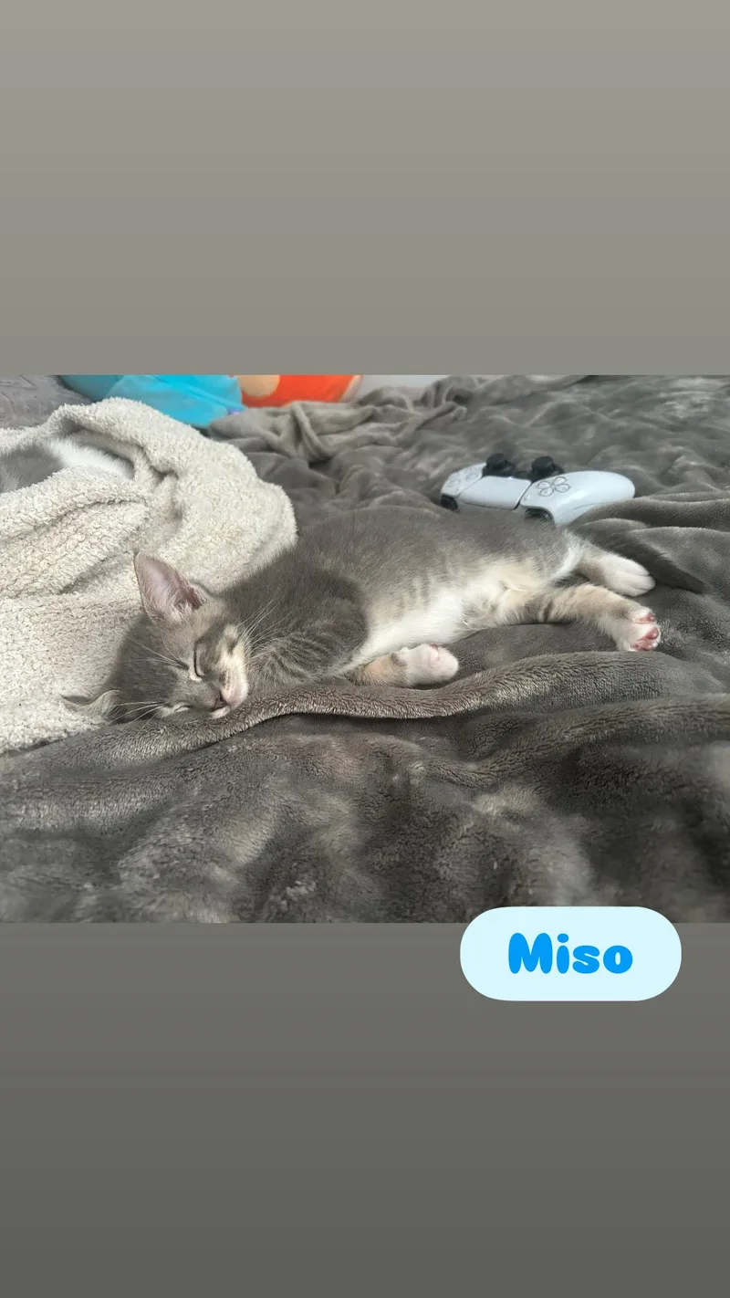 Miso and Lychee thumbnail 2