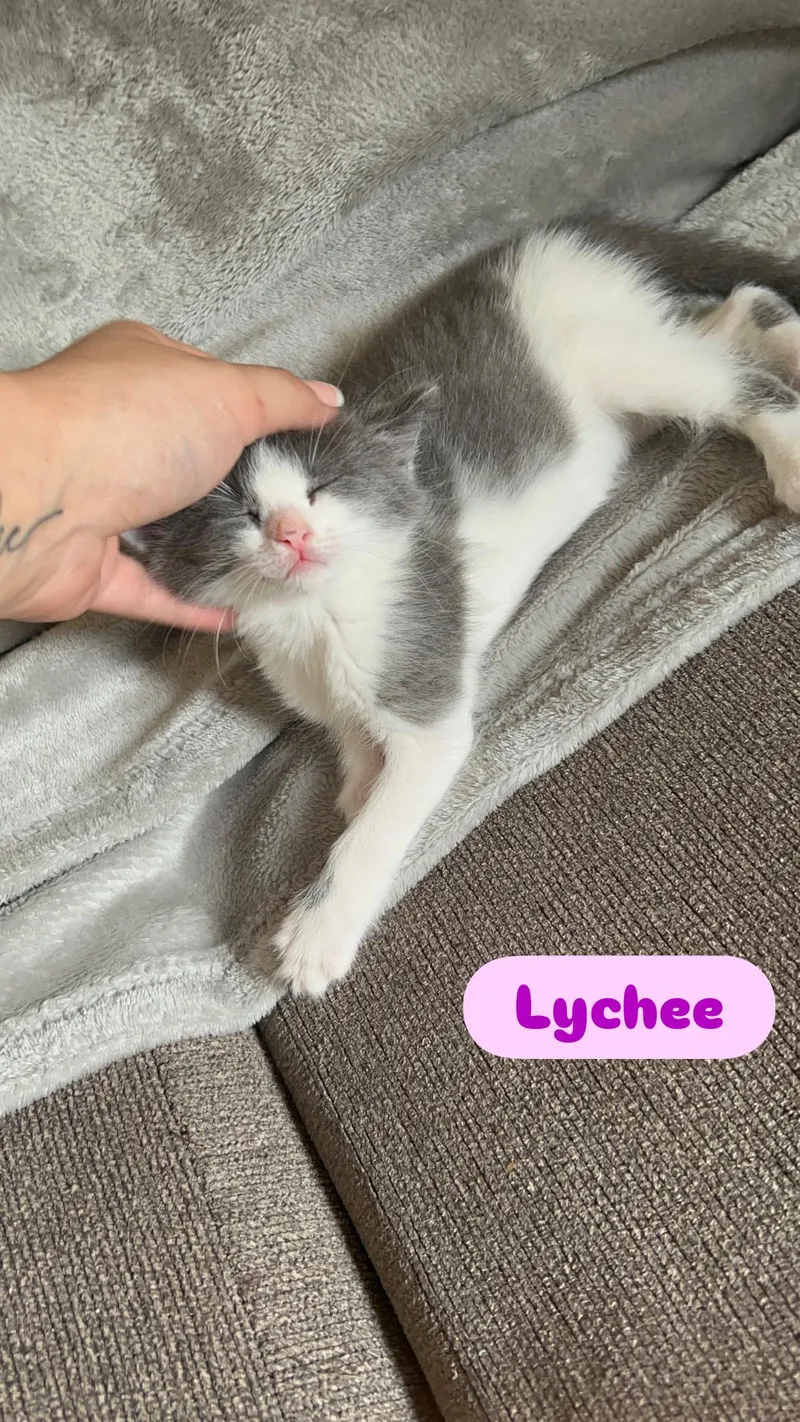 Miso and Lychee thumbnail 3