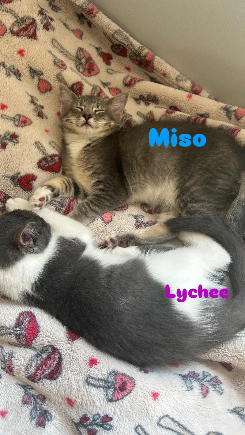 Miso and Lychee thumbnail 4