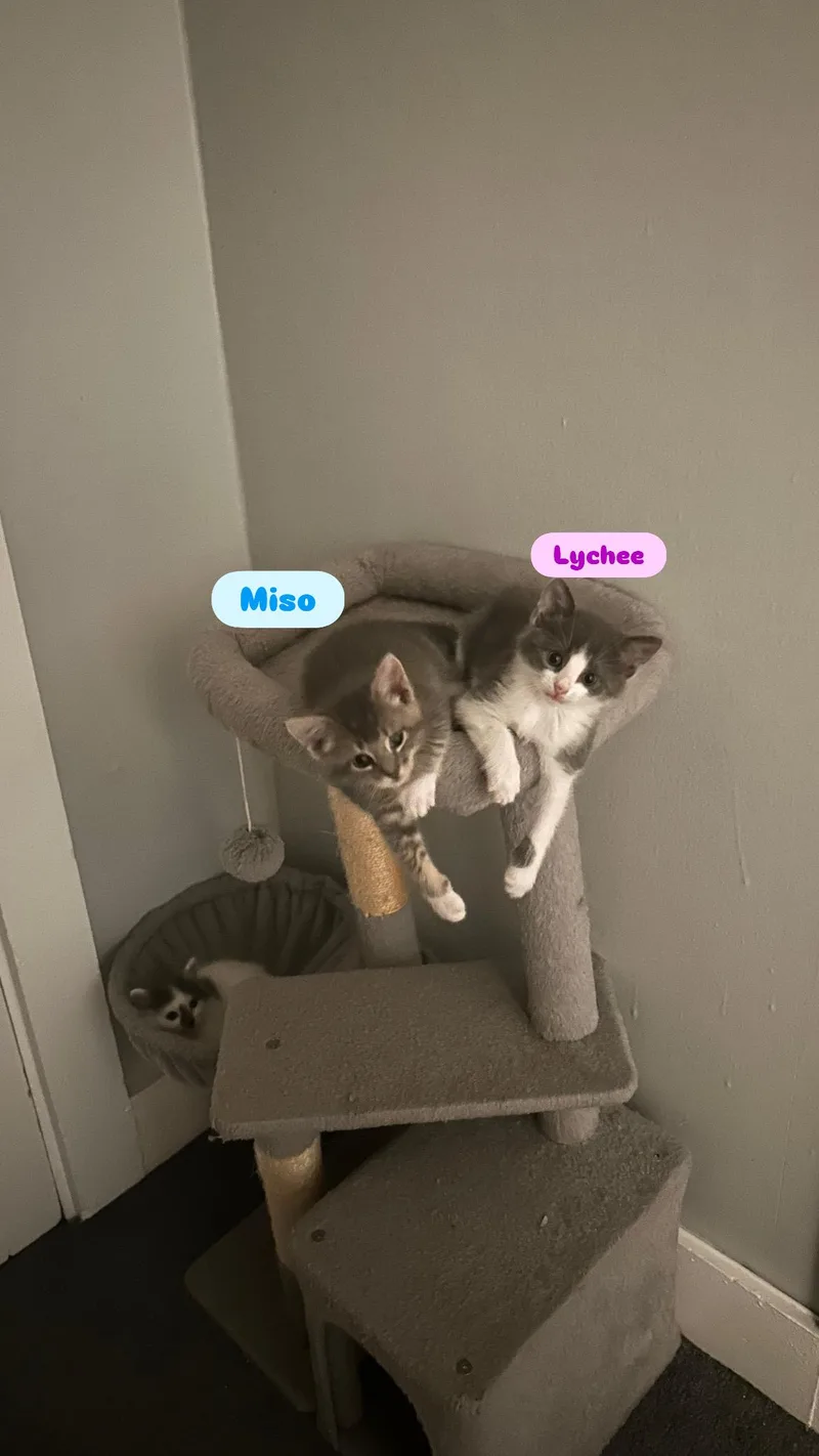 Miso and Lychee thumbnail 5