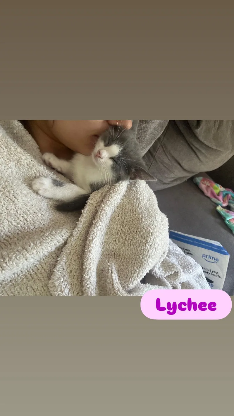 Miso and Lychee thumbnail 6