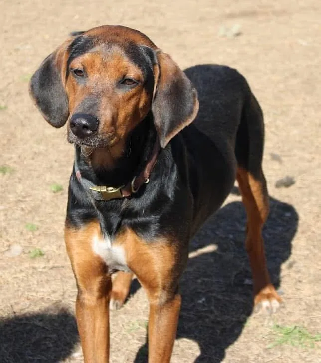 A young medium-sized male Red / Chestnut / Orange Hound dog named Ray for adoption in Calera, AL