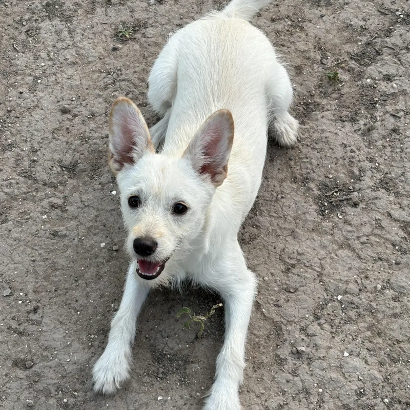 A baby small-sized female White / Cream Terrier dog named Lizzie for adoption in Mcallen, TX