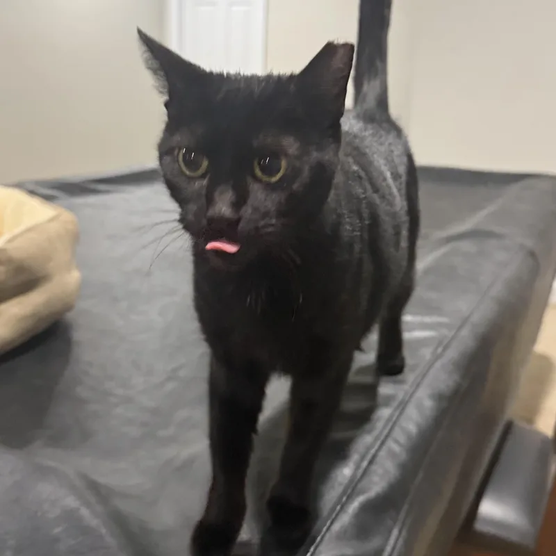 An adult medium-sized female Domestic Short Hair cat named Flat Tappet Cam of for adoption in Sterling, VA