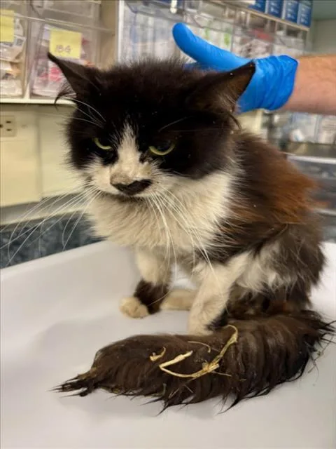 A senior small-sized female White Domestic Medium Hair cat named Maddie for adoption in Woodland, CA