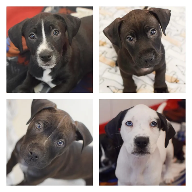 Celestial Puppies