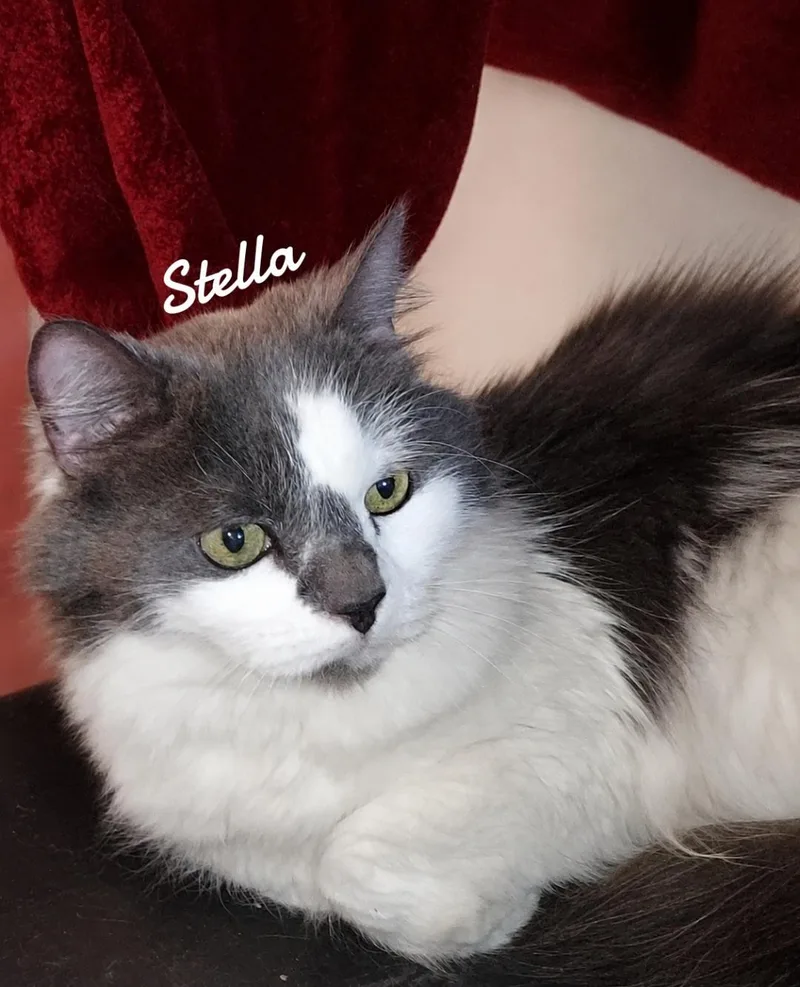 An adult medium-sized female Domestic Medium Hair cat named Stella for adoption in Naugatuck, CT