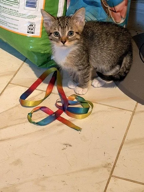 A baby medium-sized male Tabby cat named Canyon for adoption in Wesley Chapel, FL