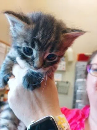 A baby small-sized male Domestic Short Hair cat named Daffy for adoption in Fishers, IN