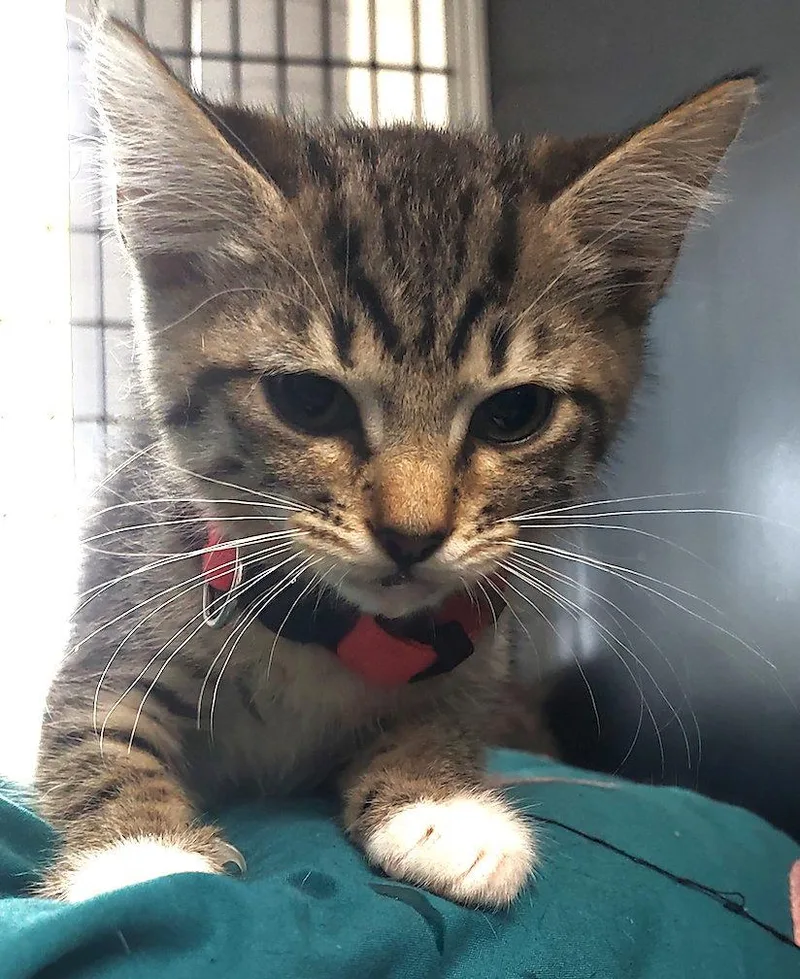A baby medium-sized female Gray & White Domestic Short Hair cat named Lavender for adoption in Albemarle, NC