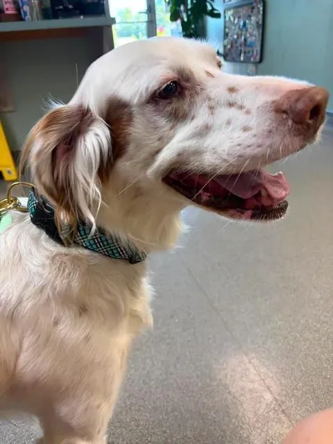 An adult medium-sized male English Setter dog named Finn for adoption in East China, MI