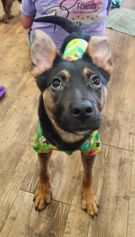 A baby medium-sized male Brown / Chocolate Shepherd dog named Dougie for adoption in Troy, AL