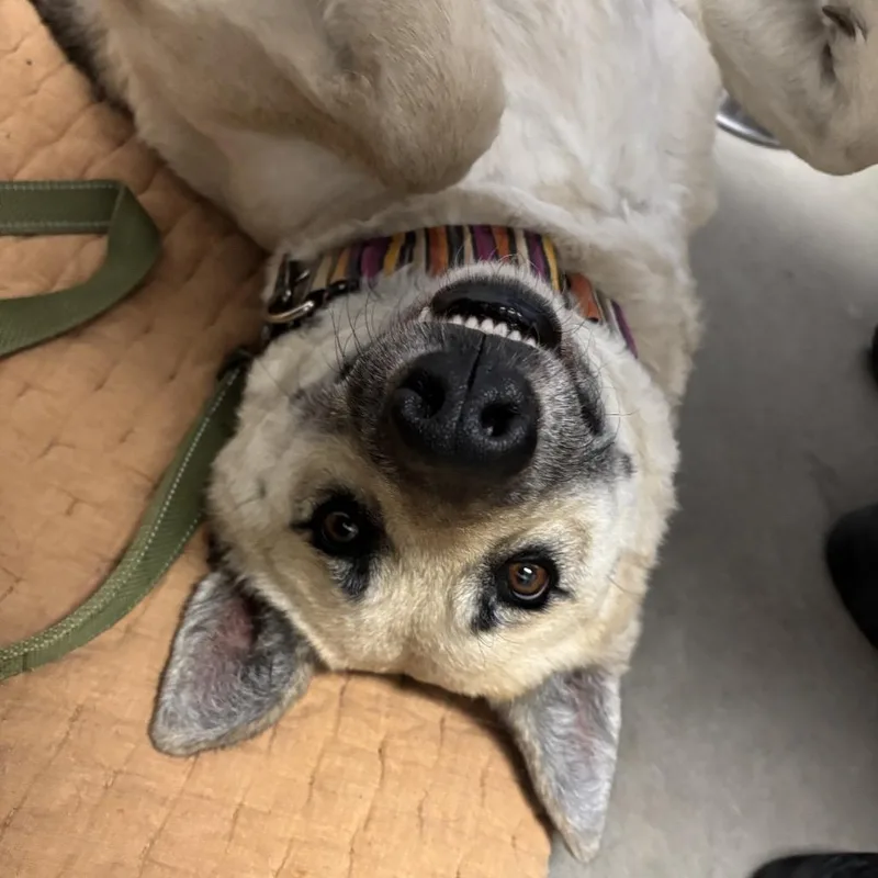 An adult large-sized female White / Cream German Shepherd Dog dog named Ahsoka for adoption in Murray, UT