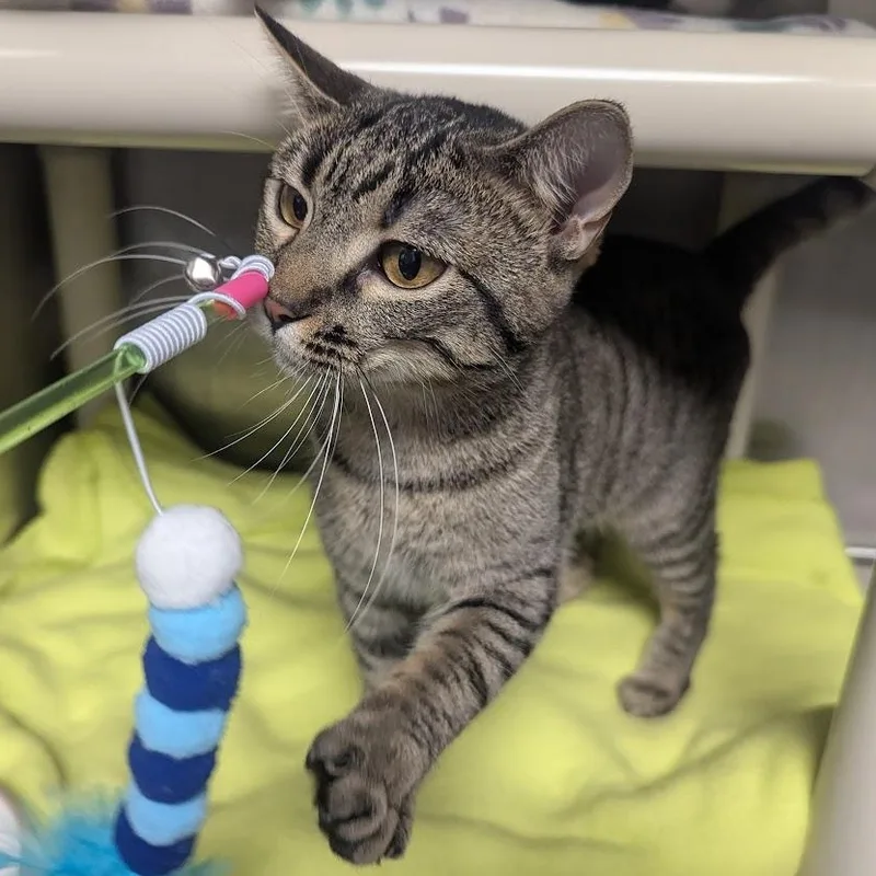 A young large-sized female Tabby (Gray / Blue / Silver) Domestic Short Hair cat named Maude for adoption in Springfield, IL