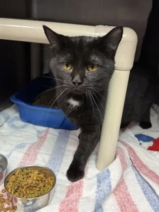 A young medium-sized male Domestic Short Hair cat named Andrew for adoption in Cumberland, MD