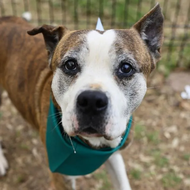 An adult medium-sized male American Staffordshire Terrier dog named Domino for adoption in San Antonio, TX