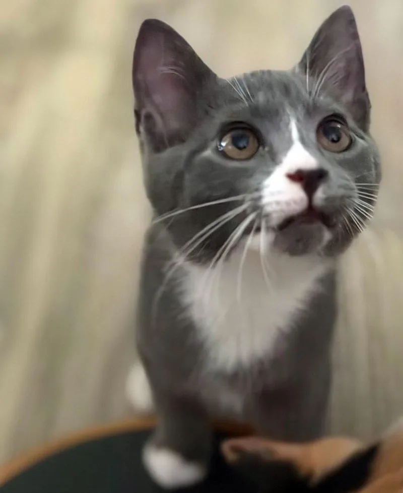 A baby medium-sized male Domestic Short Hair cat named Evergreen for adoption in Youngsville, NC
