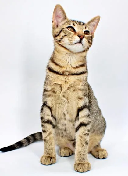 A baby small-sized female Domestic Short Hair cat named Katniss for adoption in Morton Grove, IL