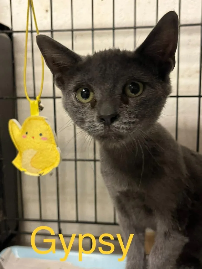 A baby small-sized female Domestic Short Hair cat named Gypsy Rose for adoption in Princeton, IN