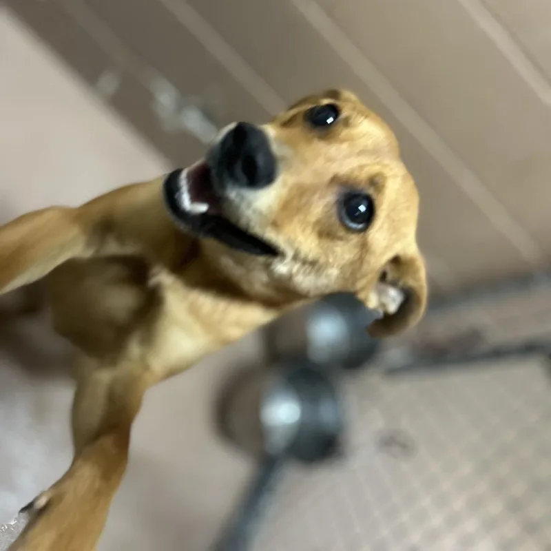 An adult medium-sized male Terrier dog named Gomez for adoption in Caryville, TN