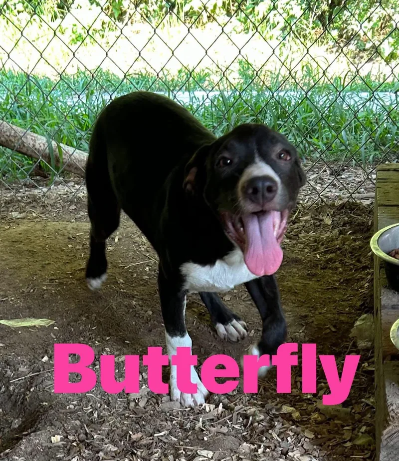 A young medium-sized female Tricolor (Brown, Black, & White) Border Collie dog named Butterfly for adoption in Pine Bluff, AR