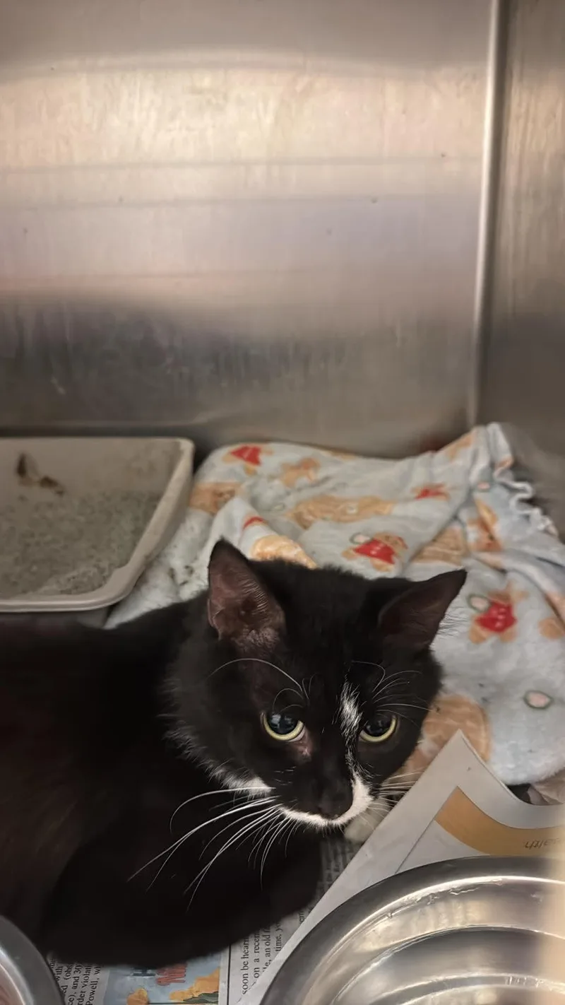 An adult medium-sized female Black & White / Tuxedo Domestic Short Hair cat named Mayflower for adoption in Tappahannock, VA