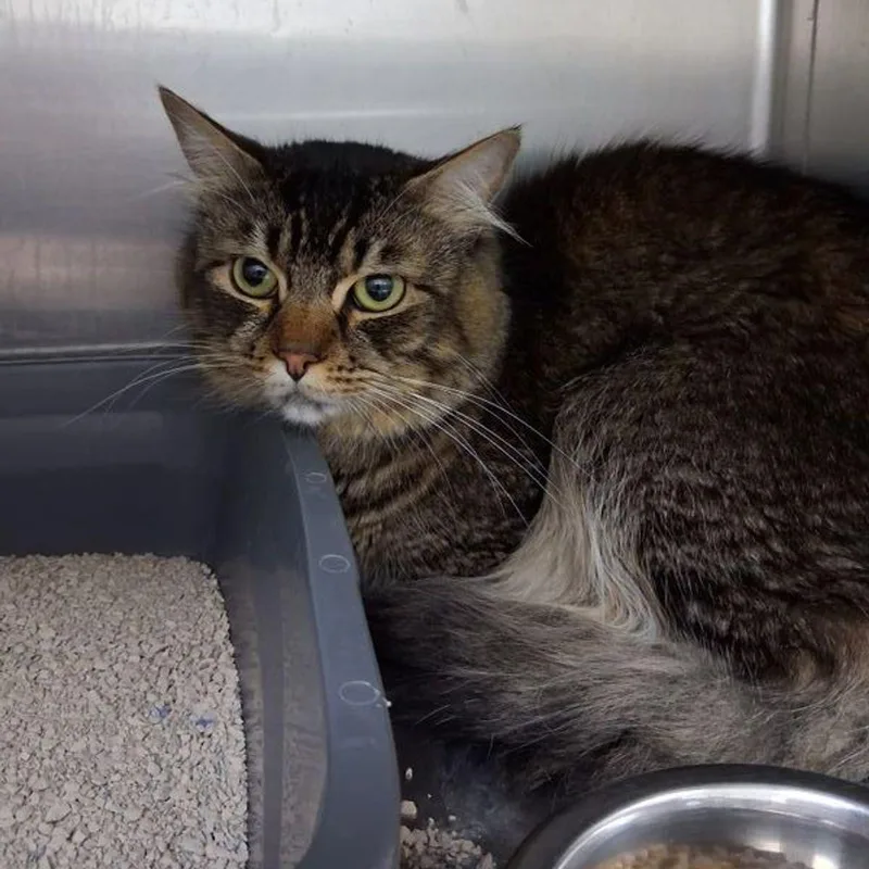 An adult medium-sized male Domestic Medium Hair cat named Odin for adoption in Lake Havasu City, AZ