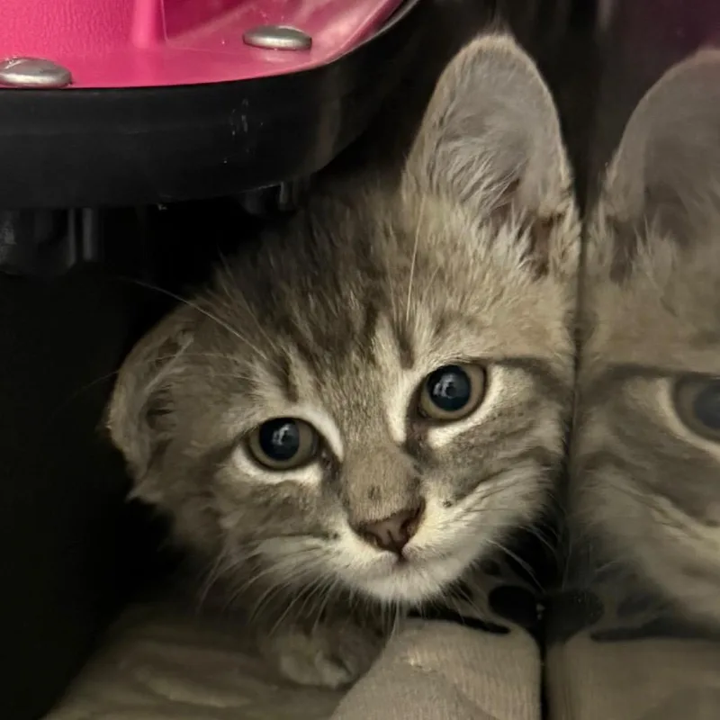 A baby small-sized male Gray / Blue / Silver Domestic Short Hair cat named Choque for adoption in Wheeling, IL