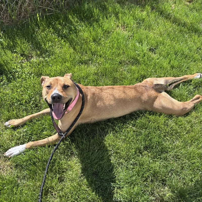 An adult medium-sized female Red / Chestnut / Orange Mixed Breed dog named Marlee for adoption in Dover, NH
