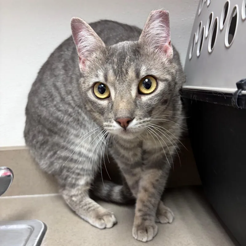 A young large-sized female Gray / Blue / Silver Domestic Short Hair cat named Smokey for adoption in Albuquerque, NM