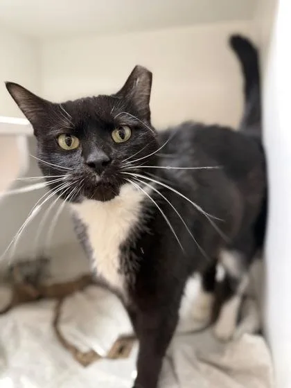 An adult small-sized female Domestic Short Hair cat named Jinx for adoption in West Chester, PA